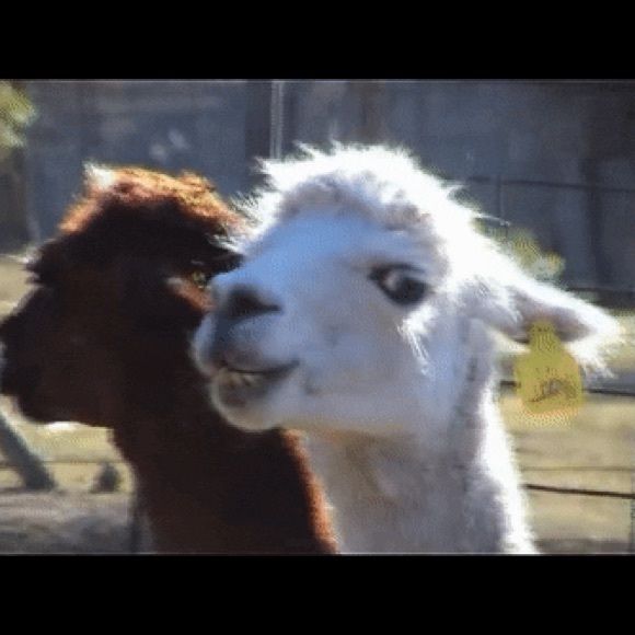 Meet your Posher, Susan - Picture 1 of 1